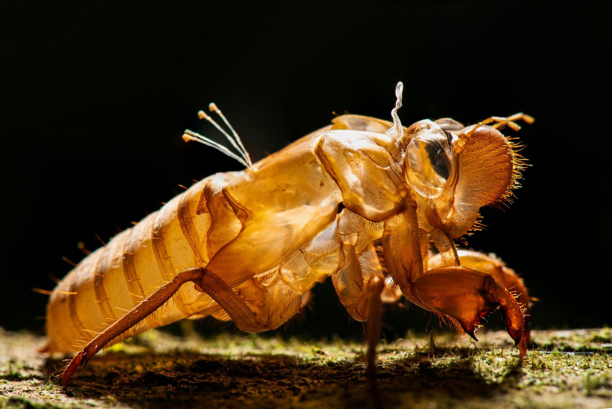 Expertos de la UES explican que el surgimiento de las #chicharras se debe a la humedad de la tierra y no a causas religiosas. Un fenómeno natural que marca la transición estacional. Foto: Pexels / Natapong Janklab.