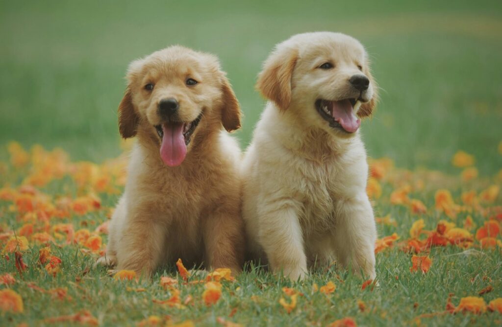 Italia lidera el #BienestarAnimal al permitir que trabajadores cuiden a sus mascotas enfermas sin perder su salario. Conoce los requisitos y cómo este derecho legal está cambiando la relación entre dueños y animales. Foto: Pexels / chevanon-