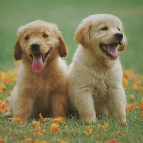 Italia lidera el #BienestarAnimal al permitir que trabajadores cuiden a sus mascotas enfermas sin perder su salario. Conoce los requisitos y cómo este derecho legal está cambiando la relación entre dueños y animales. Foto: Pexels / chevanon-