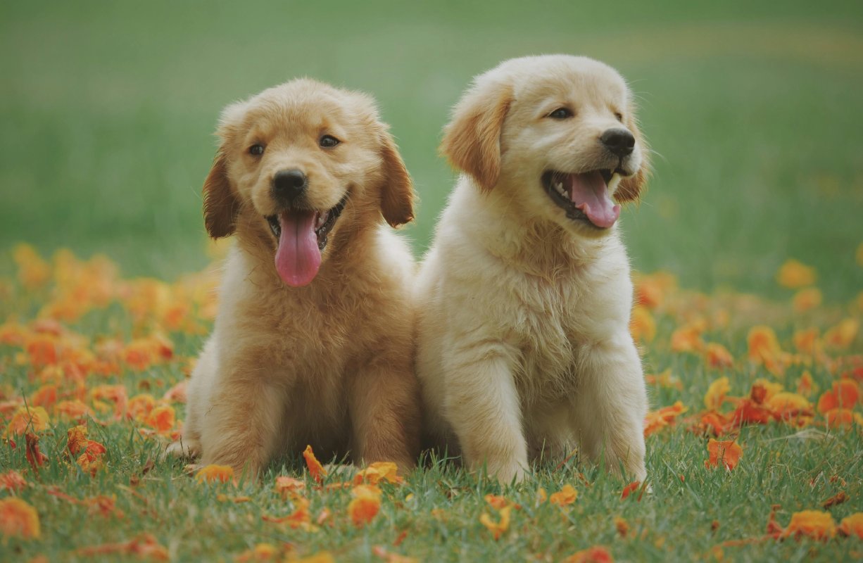 Italia lidera el #BienestarAnimal al permitir que trabajadores cuiden a sus mascotas enfermas sin perder su salario. Conoce los requisitos y cómo este derecho legal está cambiando la relación entre dueños y animales. Foto: Pexels / chevanon-