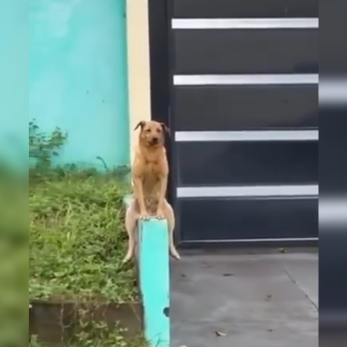 Un perro en Santana, Brasil, se ha vuelto viral por su increíble postura humana sobre una muralla. Las redes no paran de compartir este fenómeno único. ¡No te lo pierdas! Foto: Cortesía.