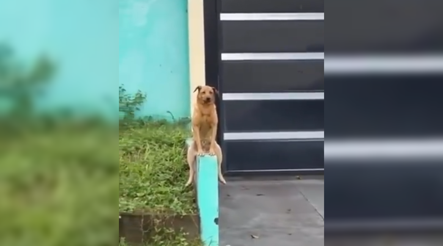 Un perro en Santana, Brasil, se ha vuelto viral por su increíble postura humana sobre una muralla. Las redes no paran de compartir este fenómeno único. ¡No te lo pierdas! Foto: Cortesía.