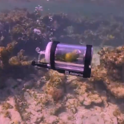 Un video viral muestra a un hombre buceando en las #Bahamas con su loro dentro de un casco adaptado. ¿Es genialidad o irresponsabilidad? Las redes discuten el bienestar animal. Foto: Cortesía.