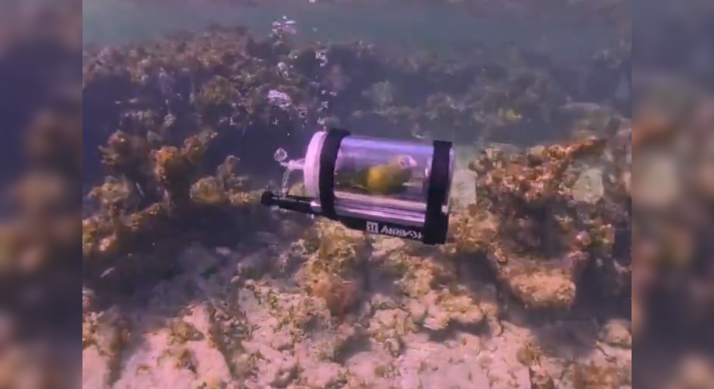 Un video viral muestra a un hombre buceando en las #Bahamas con su loro dentro de un casco adaptado. ¿Es genialidad o irresponsabilidad? Las redes discuten el bienestar animal. Foto: Cortesía.