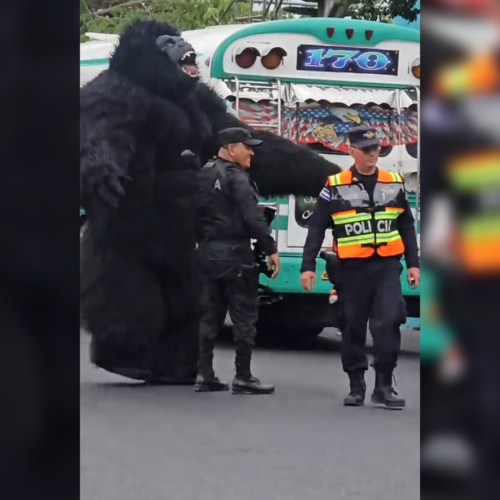 Un video viral muestra a un hombre disfrazado de King Kong dirigiendo el tráfico junto a la PNC en #Sonsonate. ¡Una escena de película que arrasa en redes! Foto: Cortesía.