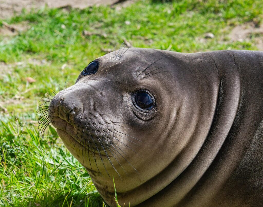 Indignación en Hawái: turista enfrenta cárcel por atacar a foca monje