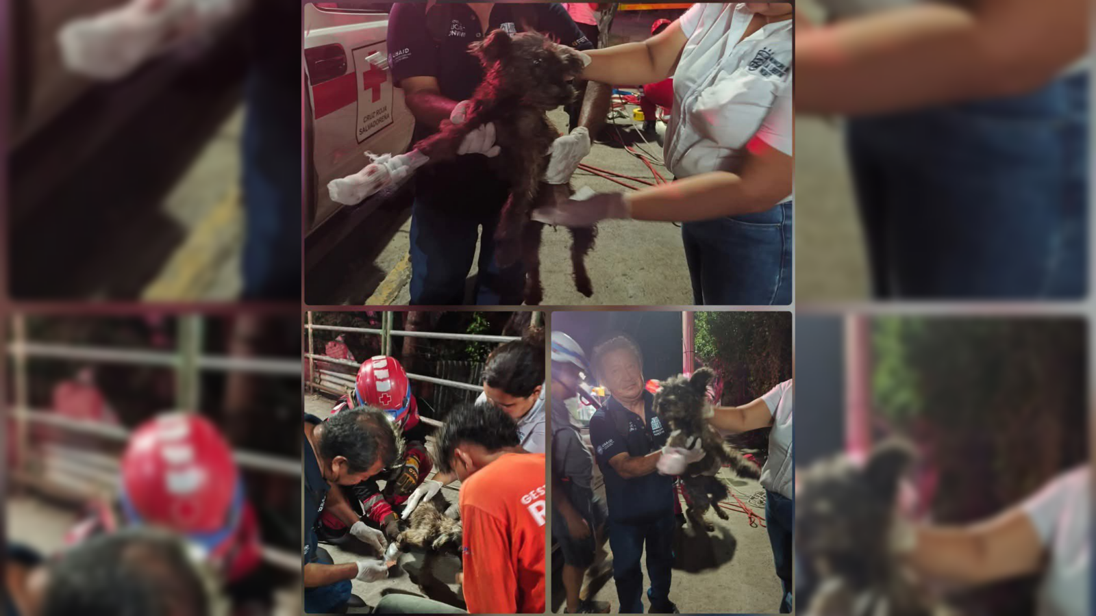 Personal de Cruz Roja y la Alcaldía de La Libertad Norte salvaron a un can que fue arrojado a una quebrada en la colonia San Ramón, Quezaltepeque. La perrita rescatada está bajo cuidado veterinario. Foto: Cruz Roja.