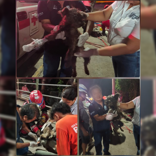 Personal de Cruz Roja y la Alcaldía de La Libertad Norte salvaron a un can que fue arrojado a una quebrada en la colonia San Ramón, Quezaltepeque. La perrita rescatada está bajo cuidado veterinario. Foto: Cruz Roja.