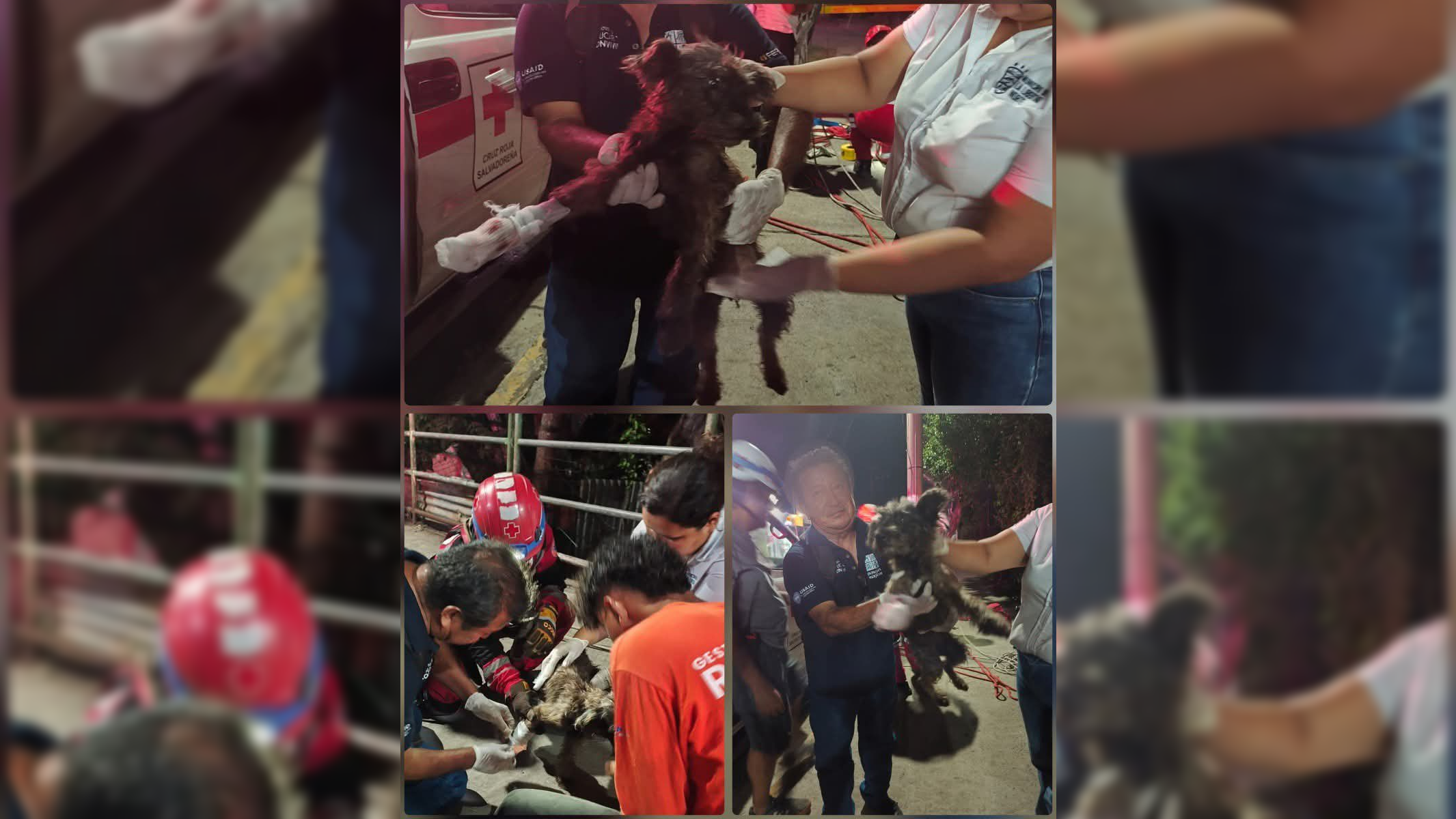 Personal de Cruz Roja y la Alcaldía de La Libertad Norte salvaron a un can que fue arrojado a una quebrada en la colonia San Ramón, Quezaltepeque. La perrita rescatada está bajo cuidado veterinario. Foto: Cruz Roja.