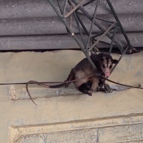 Una zarigüeya con sus crías apareció en un aula de Chalchuapa, generando risas y la oportunidad de enseñar sobre su importancia en la biodiversidad local. Foto: Cortesía.