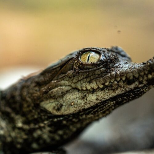 El Ministerio de Medio Ambiente logró el nacimiento exitoso de cocodrilos tras rescatar huevos de zonas vulnerables e incubarlos 75 días. Foto: MARN.