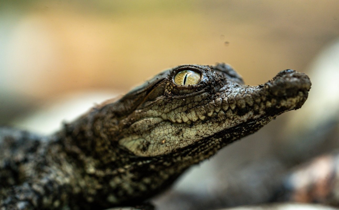 El Ministerio de Medio Ambiente logró el nacimiento exitoso de cocodrilos tras rescatar huevos de zonas vulnerables e incubarlos 75 días. Foto: MARN.