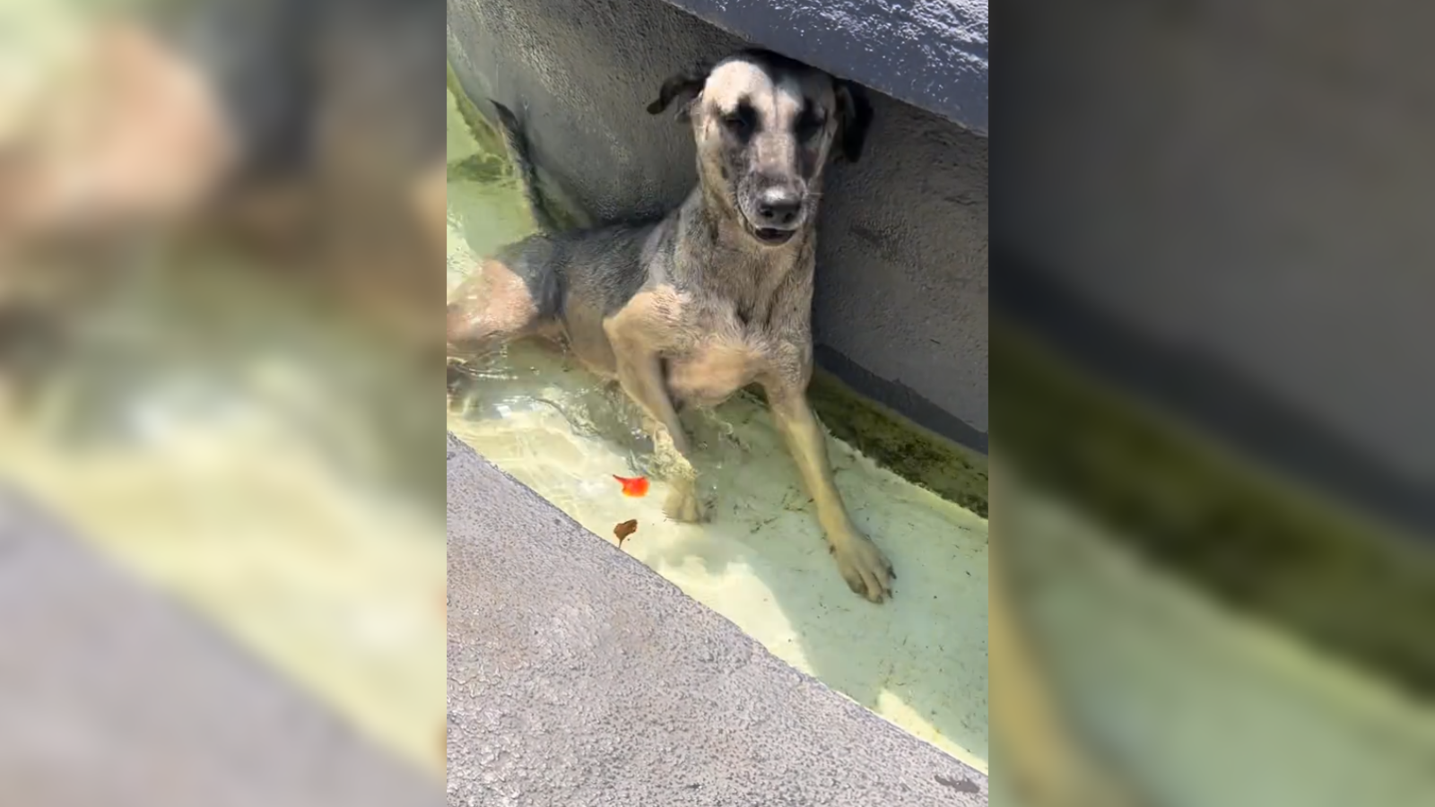 El intenso calor del Fenómeno del Niño obliga a las mascotas de Suchitoto a buscar opciones refrescantes. Las imágenes ya causan furor y ternura en las redes sociales. Foto: Cortesía.