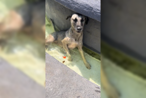 El intenso calor del Fenómeno del Niño obliga a las mascotas de Suchitoto a buscar opciones refrescantes. Las imágenes ya causan furor y ternura en las redes sociales. Foto: Cortesía.