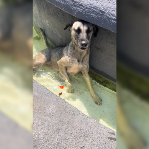El intenso calor del Fenómeno del Niño obliga a las mascotas de Suchitoto a buscar opciones refrescantes. Las imágenes ya causan furor y ternura en las redes sociales. Foto: Cortesía.