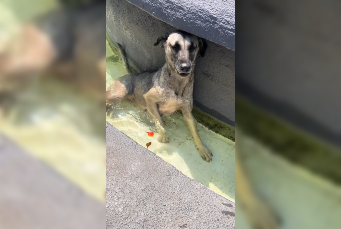 El intenso calor del Fenómeno del Niño obliga a las mascotas de Suchitoto a buscar opciones refrescantes. Las imágenes ya causan furor y ternura en las redes sociales. Foto: Cortesía.