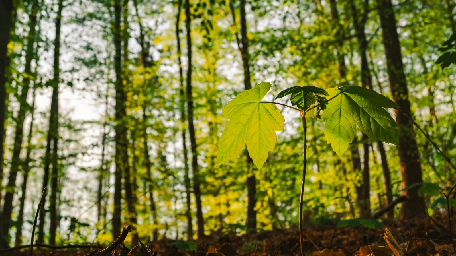 Una masiva jornada ambiental se llevará a cabo en la explanada del parque Bicentenario para sembrar miles de plantas en la zona protegida del bosque El Espino. La cita es este jueves a las 5:00 p.m. Foto: Pexels / Lana Kravchenko.