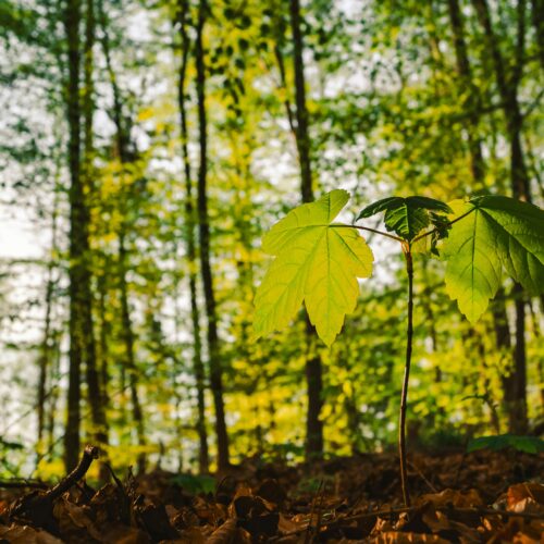 Una masiva jornada ambiental se llevará a cabo en la explanada del parque Bicentenario para sembrar miles de plantas en la zona protegida del bosque El Espino. La cita es este jueves a las 5:00 p.m. Foto: Pexels / Lana Kravchenko.