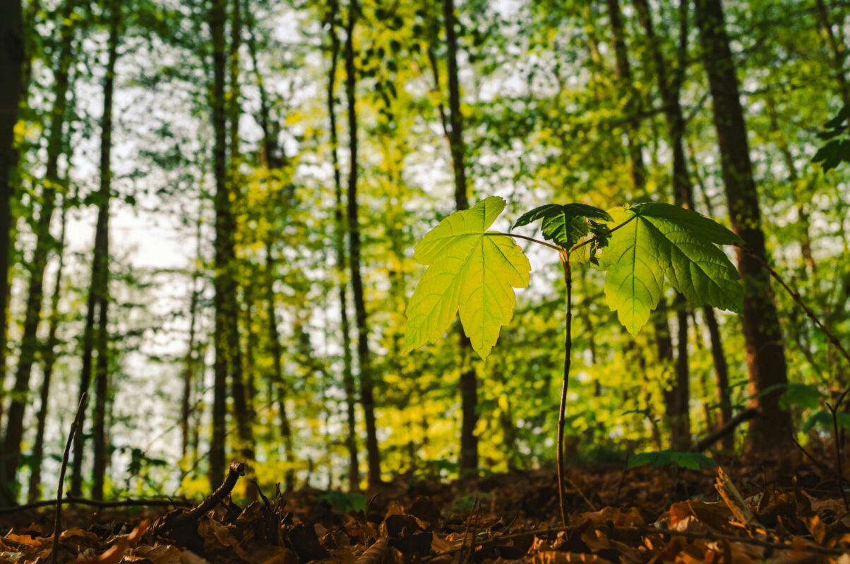 Una masiva jornada ambiental se llevará a cabo en la explanada del parque Bicentenario para sembrar miles de plantas en la zona protegida del bosque El Espino. La cita es este jueves a las 5:00 p.m. Foto: Pexels / Lana Kravchenko.