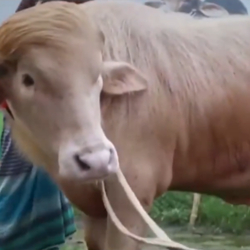 El búfalo albino "Donald Trump" se salvó de ser sacrificado en Bangladés gracias a su extraño pelaje claro y ahora es tratado como una verdadera celebridad de internet. Foto: Red Uno.