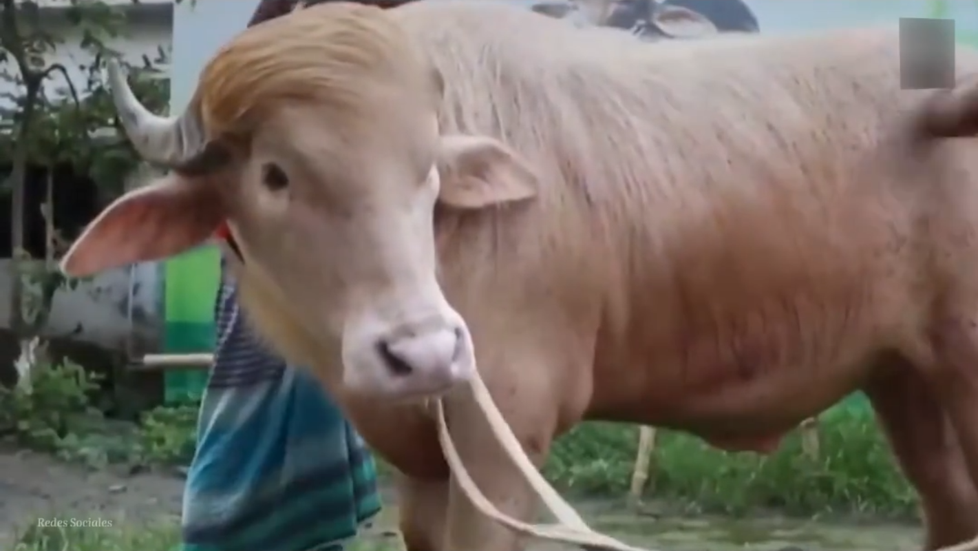El búfalo albino "Donald Trump" se salvó de ser sacrificado en Bangladés gracias a su extraño pelaje claro y ahora es tratado como una verdadera celebridad de internet. Foto: Red Uno.