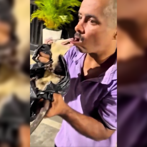 Un hombre intentó meter una zarigüeya en su boca para una broma viral y terminó con graves mordeduras. Expertos alertan sobre los riesgos de manipular la fauna silvestre. Foto: Cortesía.