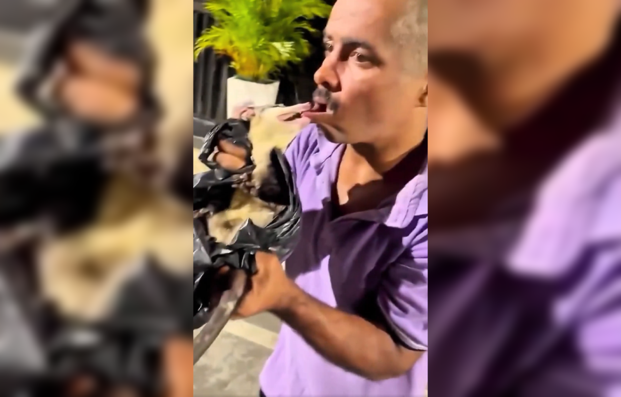 Un hombre intentó meter una zarigüeya en su boca para una broma viral y terminó con graves mordeduras. Expertos alertan sobre los riesgos de manipular la fauna silvestre. Foto: Cortesía.