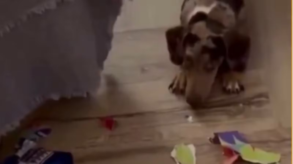 A solo 20 cromos de terminarlo: Mascota destruyó el álbum del Mundial de una familia argentina