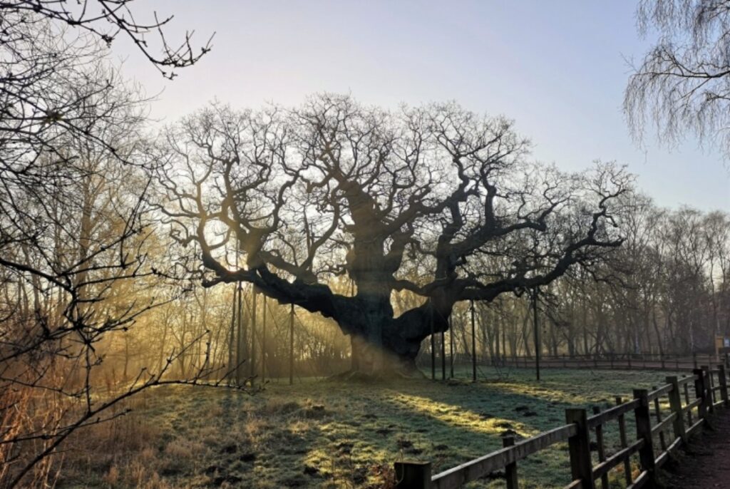 El Major Oak, el roble milenario de Sherwood Forest, murió en 2026 por vejez, turismo masivo y cambio climático. Su legado como símbolo de Robin Hood perdura. Foto: RSPB.
