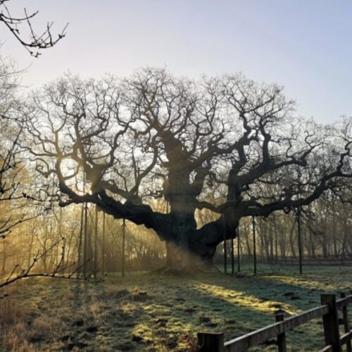 El Major Oak, el roble milenario de Sherwood Forest, murió en 2026 por vejez, turismo masivo y cambio climático. Su legado como símbolo de Robin Hood perdura. Foto: RSPB.