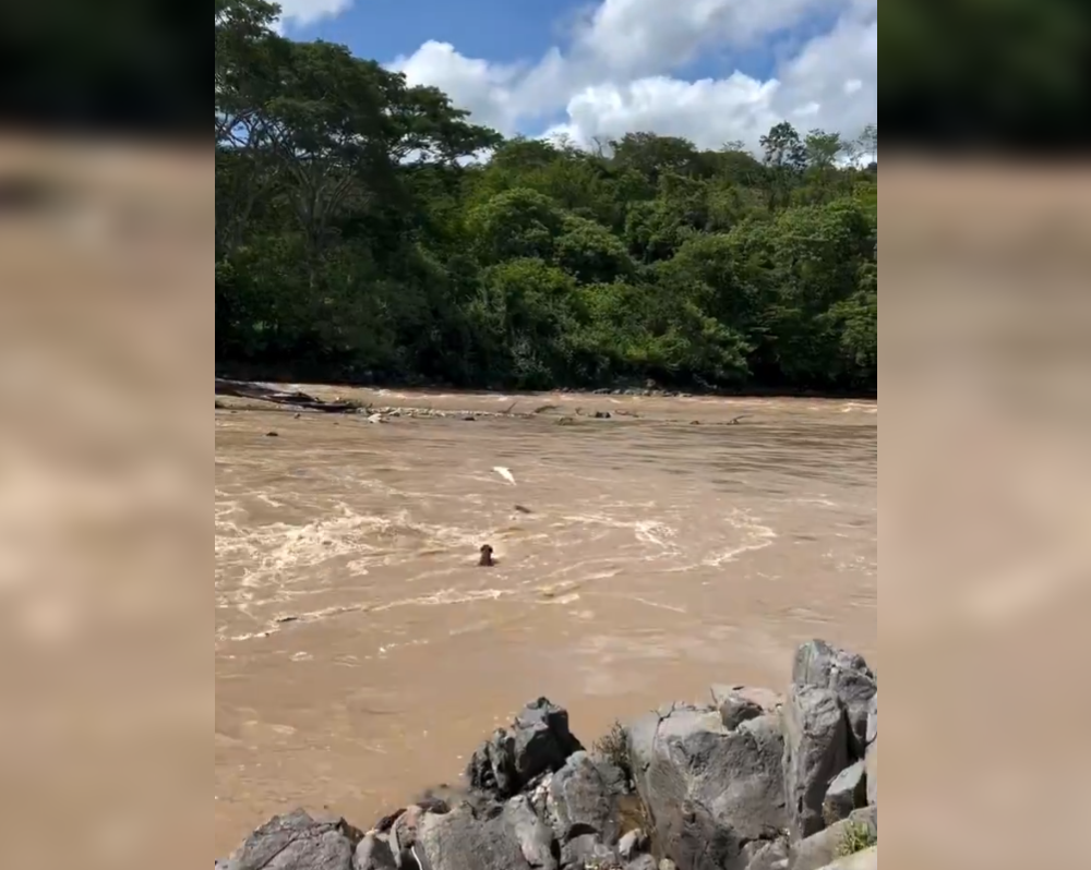 El creador de contenido Denis Aguilar grabó el impactante momento en que un perrito cruzó nadando el caudal crecido del río Lempa por las tormentas. El video se ha viralizado. Foto: @Denis Aguilar.