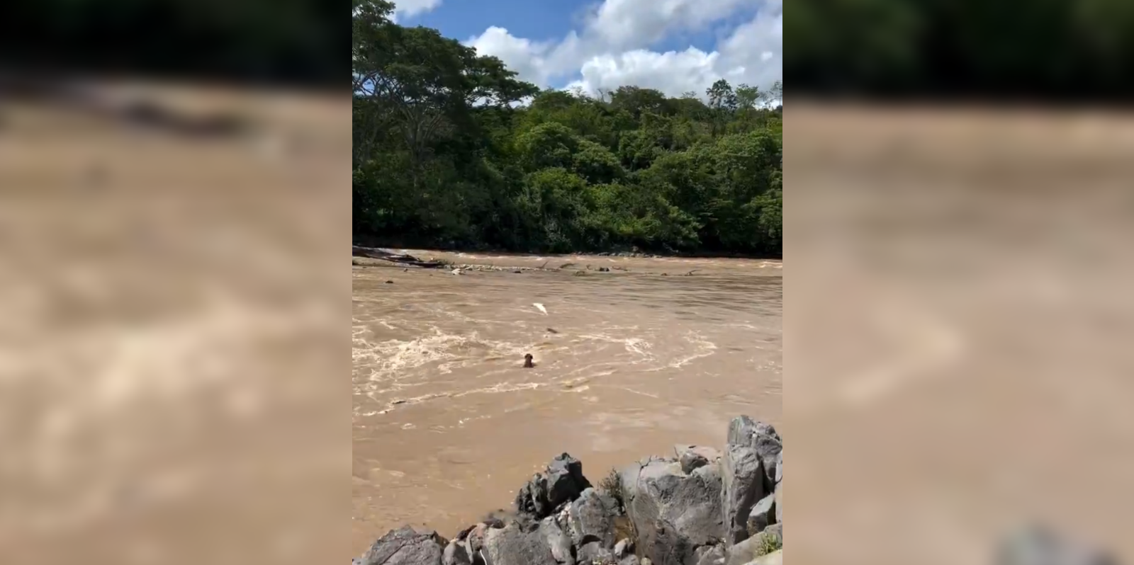 El creador de contenido Denis Aguilar grabó el impactante momento en que un perrito cruzó nadando el caudal crecido del río Lempa por las tormentas. El video se ha viralizado. Foto: @Denis Aguilar.