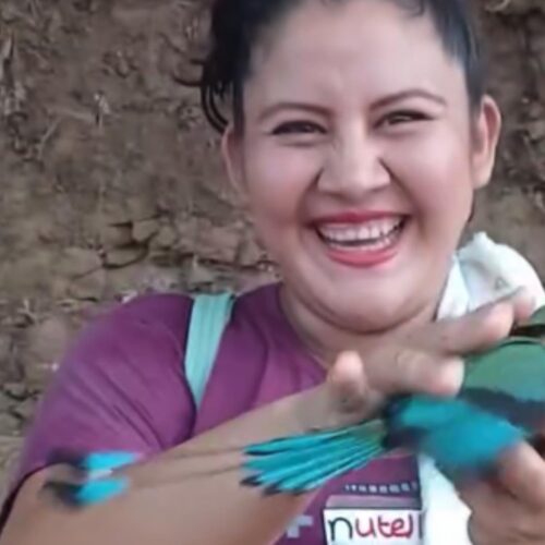 El torogoz es reconocido oficialmente como el ave nacional de El Salvador y cuenta con protección legal especial para salvaguardar su hábitat y reproducción. Captura de pantalla