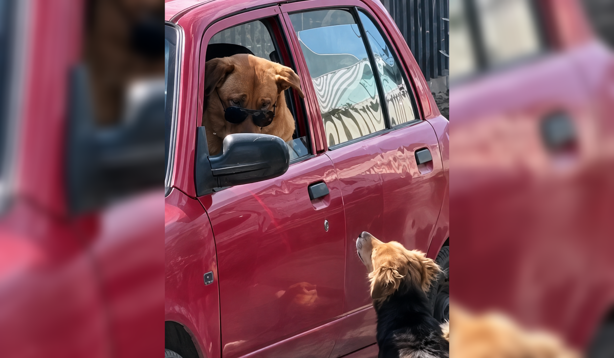 Un perro con gafas de sol se volvió viral al regresar a su pueblo en auto, generando risas y asombro entre los vecinos y otros perros. Foto: Captura de pantalla.