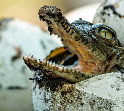 Habitantes y pescadores de la zona han reportado la presencia de cocodrilos en el río Lempa durante los últimos meses. Foto: MARN