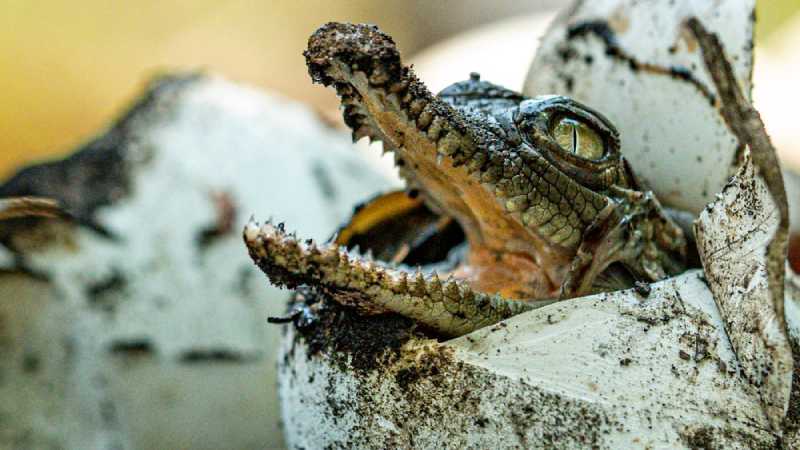 Habitantes y pescadores de la zona han reportado la presencia de cocodrilos en el río Lempa durante los últimos meses. Foto: MARN