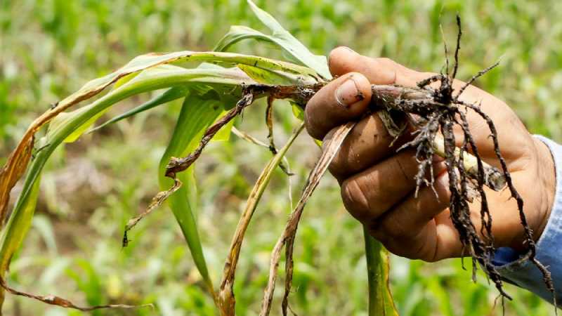 Personal del MAG y técnicos del CENTA supervisan la distribución de insumos para ganaderos afectados por la escasez de pastos. Foto: MAG