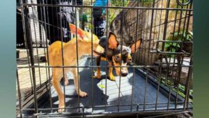 Los dos perros fueron puestos a salvo tras una intervención conjunta entre el CAM y la PNC. Foto: cortesía