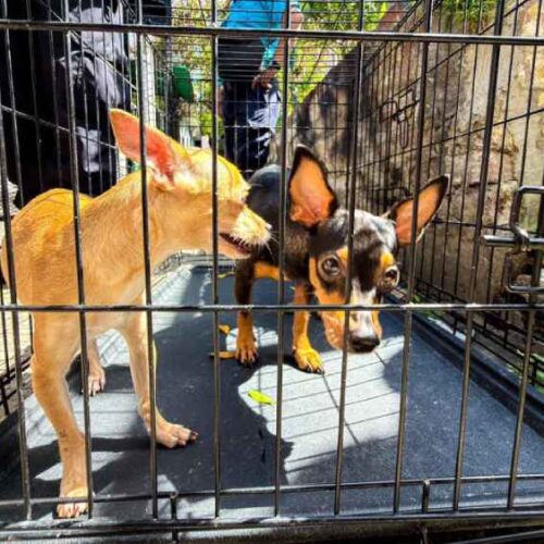 Los dos perros fueron puestos a salvo tras una intervención conjunta entre el CAM y la PNC. Foto: cortesía