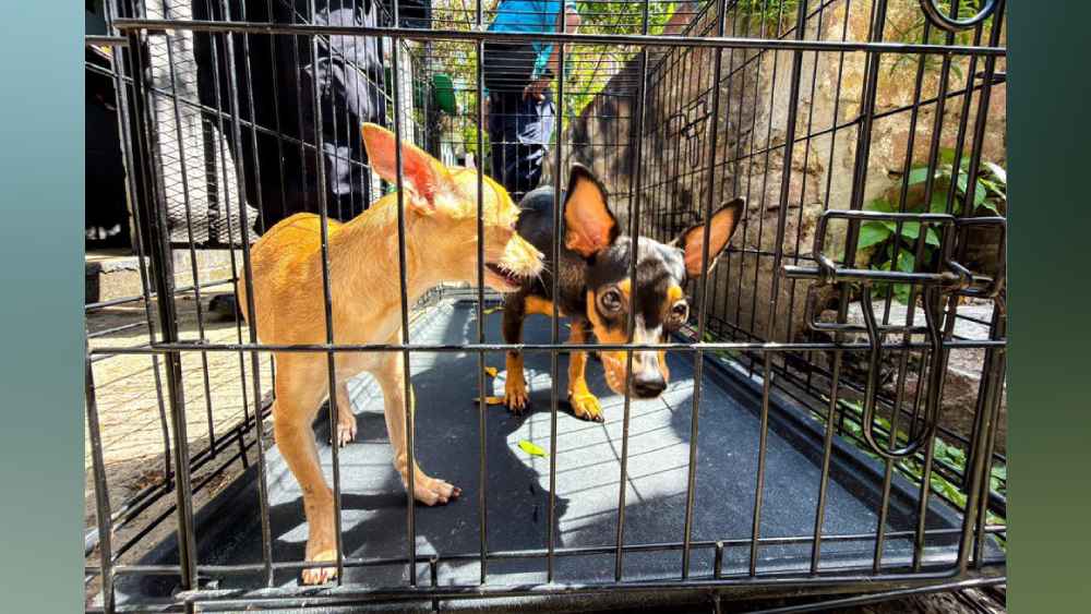 Los dos perros fueron puestos a salvo tras una intervención conjunta entre el CAM y la PNC. Foto: cortesía