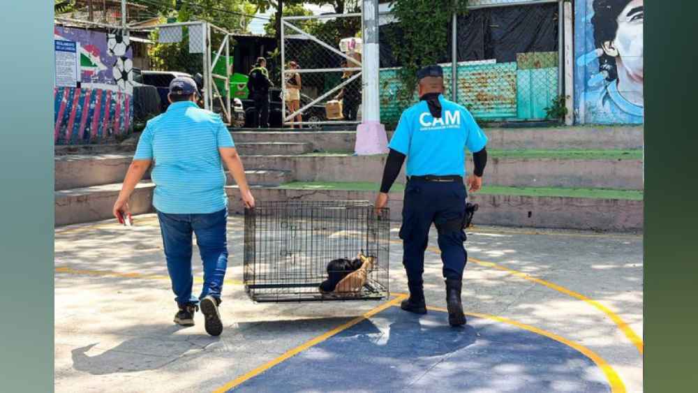 Los dos perros fueron puestos a salvo tras una intervención conjunta entre el CAM y la PNC. Foto: cortesía