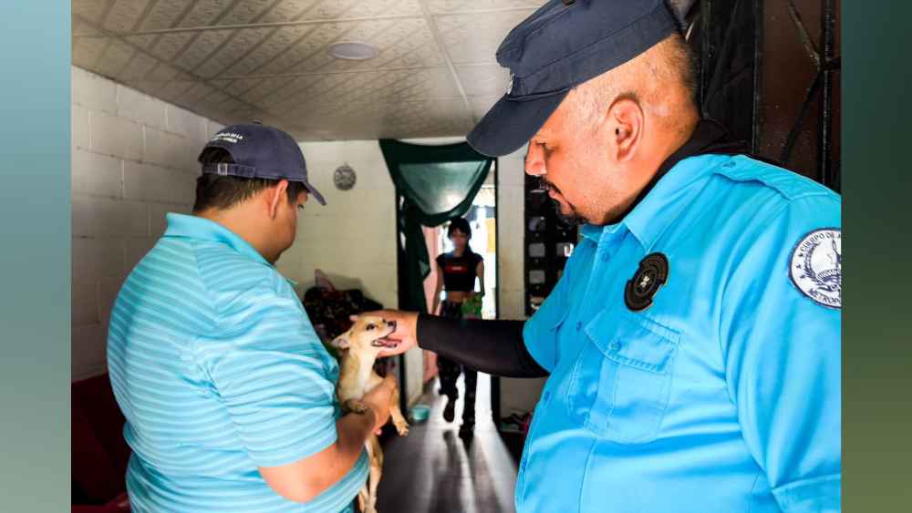 Los dos perros fueron puestos a salvo tras una intervención conjunta entre el CAM y la PNC. Foto: cortesía