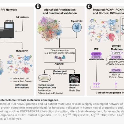 El nuevo mapa molecular revela interacciones entre proteínas antes nunca vistas, un avance clave para la futura medicina de precisión. Foto: science.org