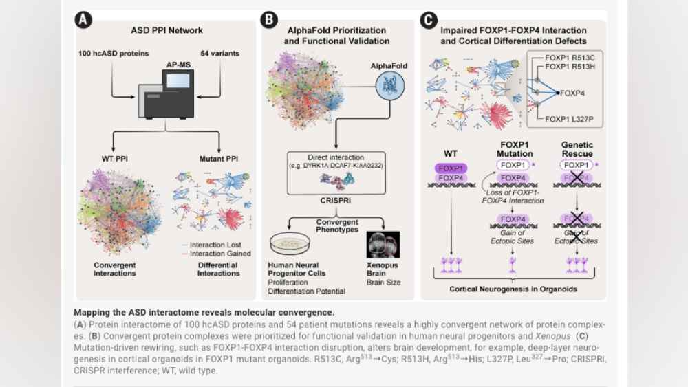 El nuevo mapa molecular revela interacciones entre proteínas antes nunca vistas, un avance clave para la futura medicina de precisión. Foto: science.org