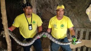 Personal de Comandos de Salvamento durante el proceso de rescate y traslado de la serpiente localizada en La Libertad Norte. Foto: Cortesía