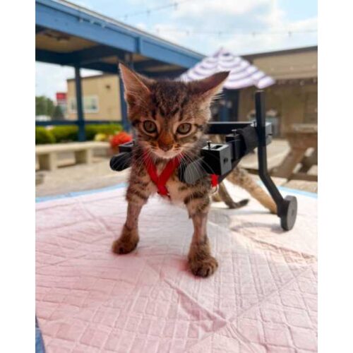 Pie de foto: Gelato se hizo viral después de que su cuidadora improvisara una diminuta silla de ruedas utilizando reglas, cinta, cinchos y carritos Hot Wheels. Foto: Cincinnati Animal CARE.