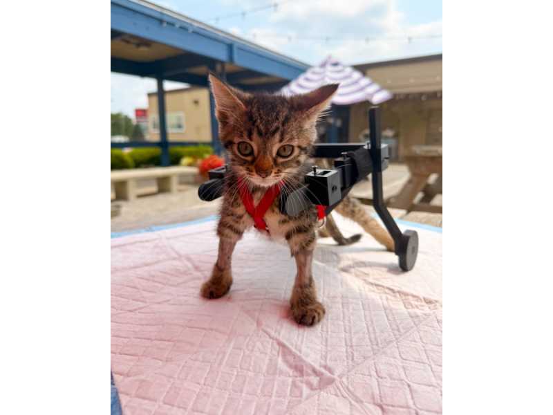 Pie de foto: Gelato se hizo viral después de que su cuidadora improvisara una diminuta silla de ruedas utilizando reglas, cinta, cinchos y carritos Hot Wheels. Foto: Cincinnati Animal CARE.