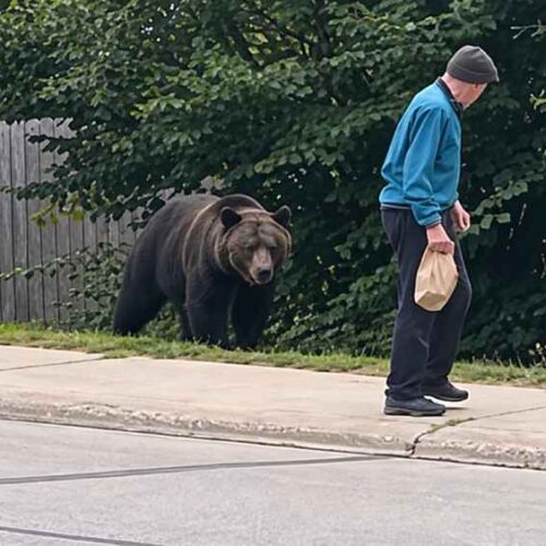 Un oso apareció detrás de un hombre que caminaba sin advertir inicialmente la presencia del animal. Captura de video.