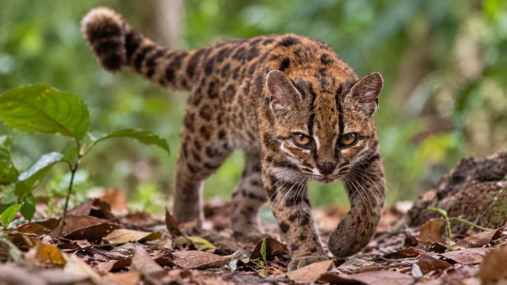 El gato tilcayo (Leopardus tilcayo) fue identificado como una especie distinta mediante análisis genéticos; vive en los bosques nublados de Bolivia. Foto: Cortesía.