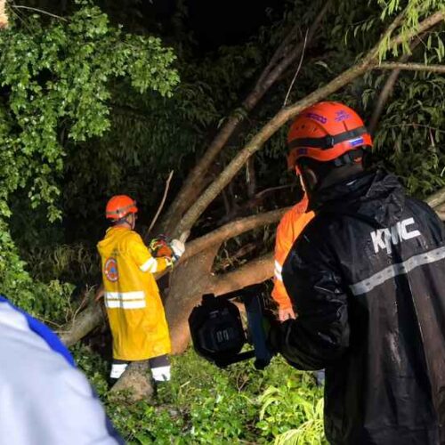 Equipos de Protección Civil y Bomberos retiran un árbol caído en la carretera entre Ahuachapán y Santa Ana tras las lluvias registradas durante la noche y madrugada. Foto: @PROCIVILSV.